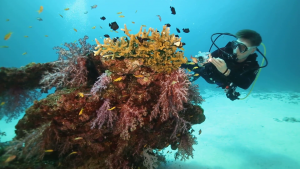 Diver with Corals